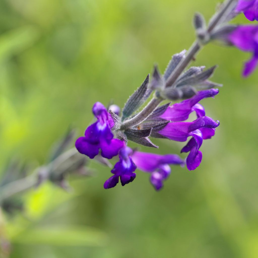 Salvia coahuilensis - Salie