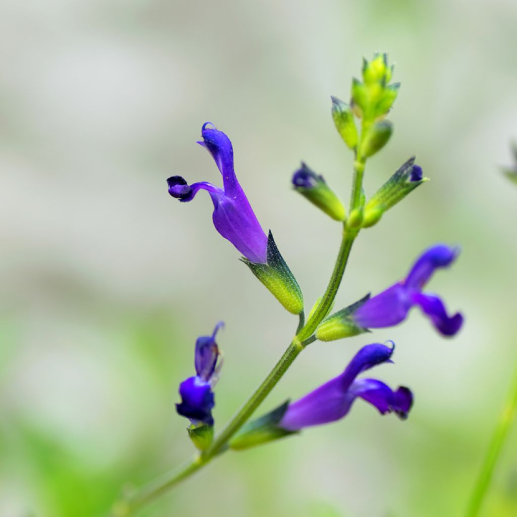 Salvia coahuilensis - Salie