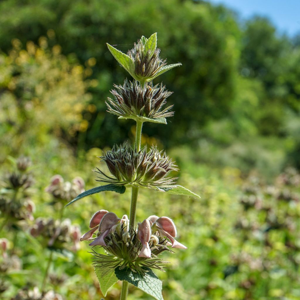 Phlomis samia - Brandkruid