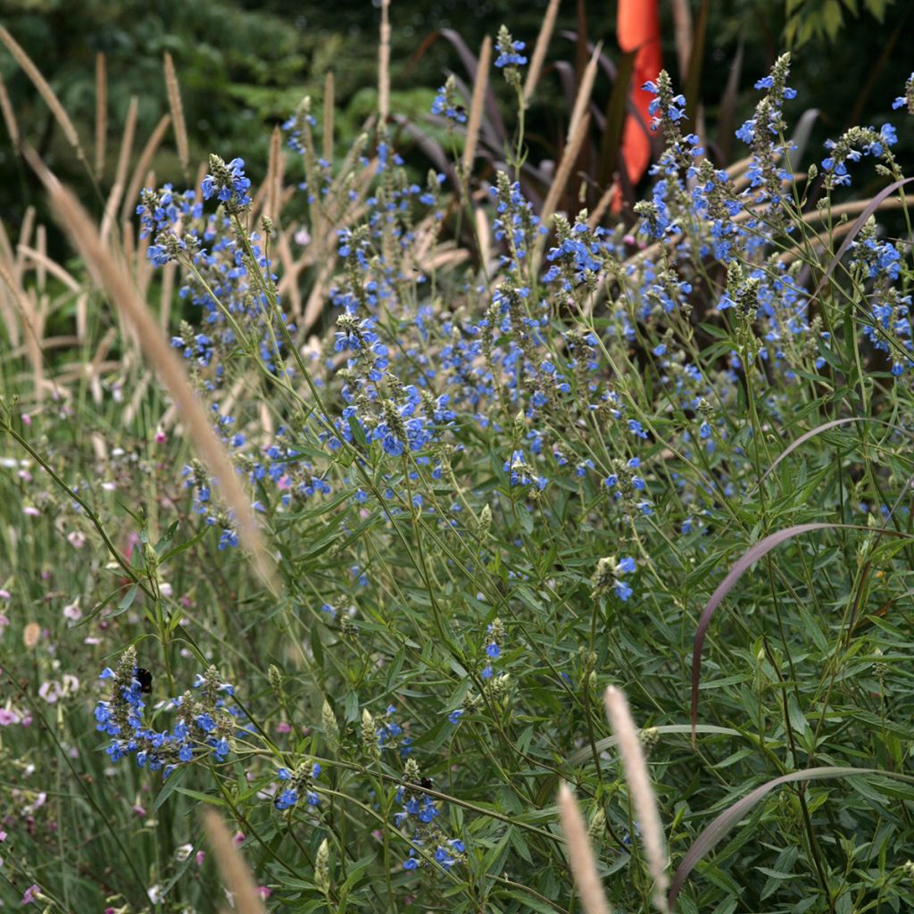 Salvia uliginosa - Moerassalie