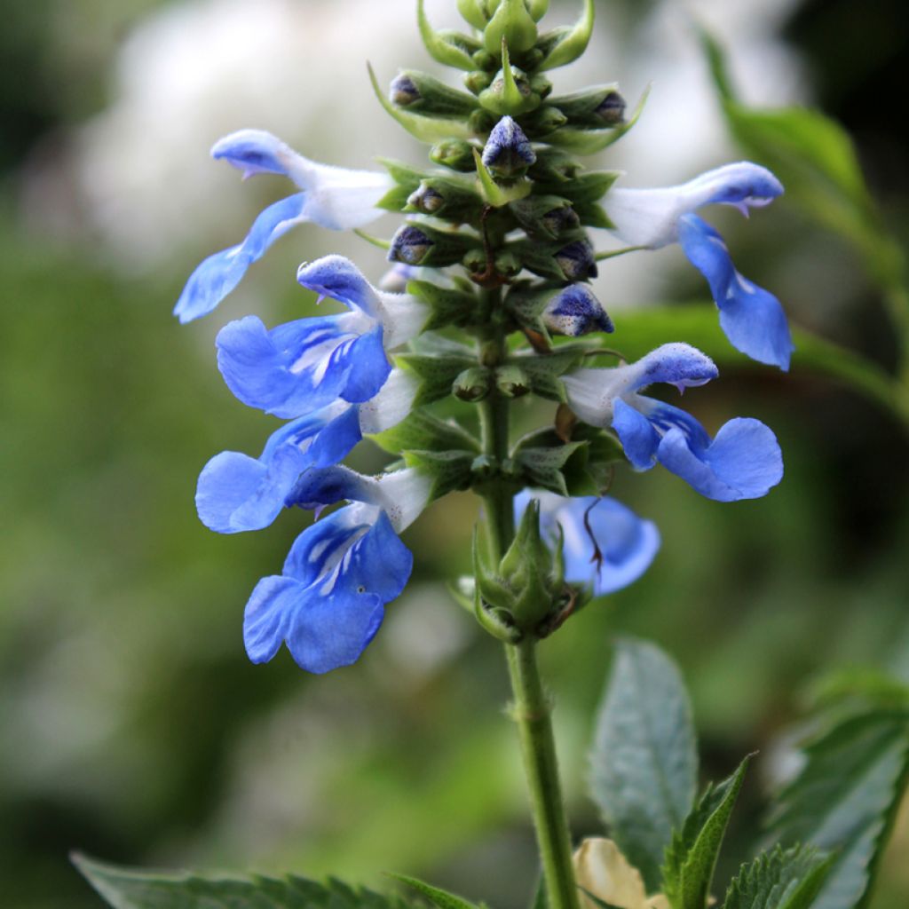 Salvia uliginosa - Moerassalie