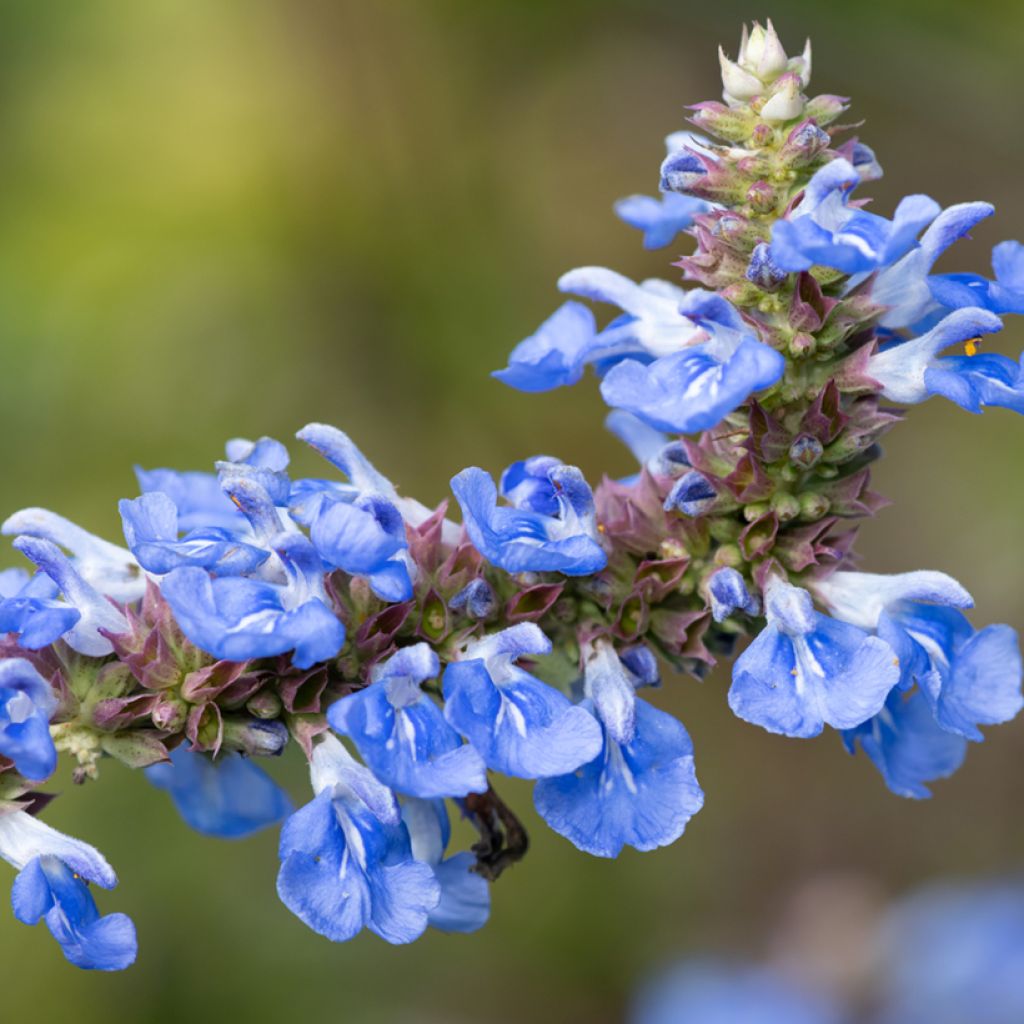 Salvia uliginosa - Moerassalie