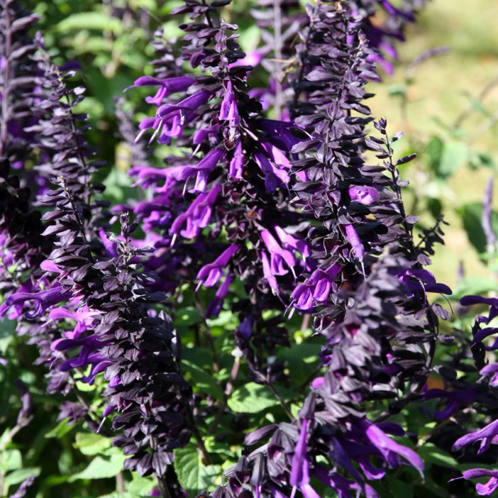 Salvia guaranitica Amistad - Reuzensalie