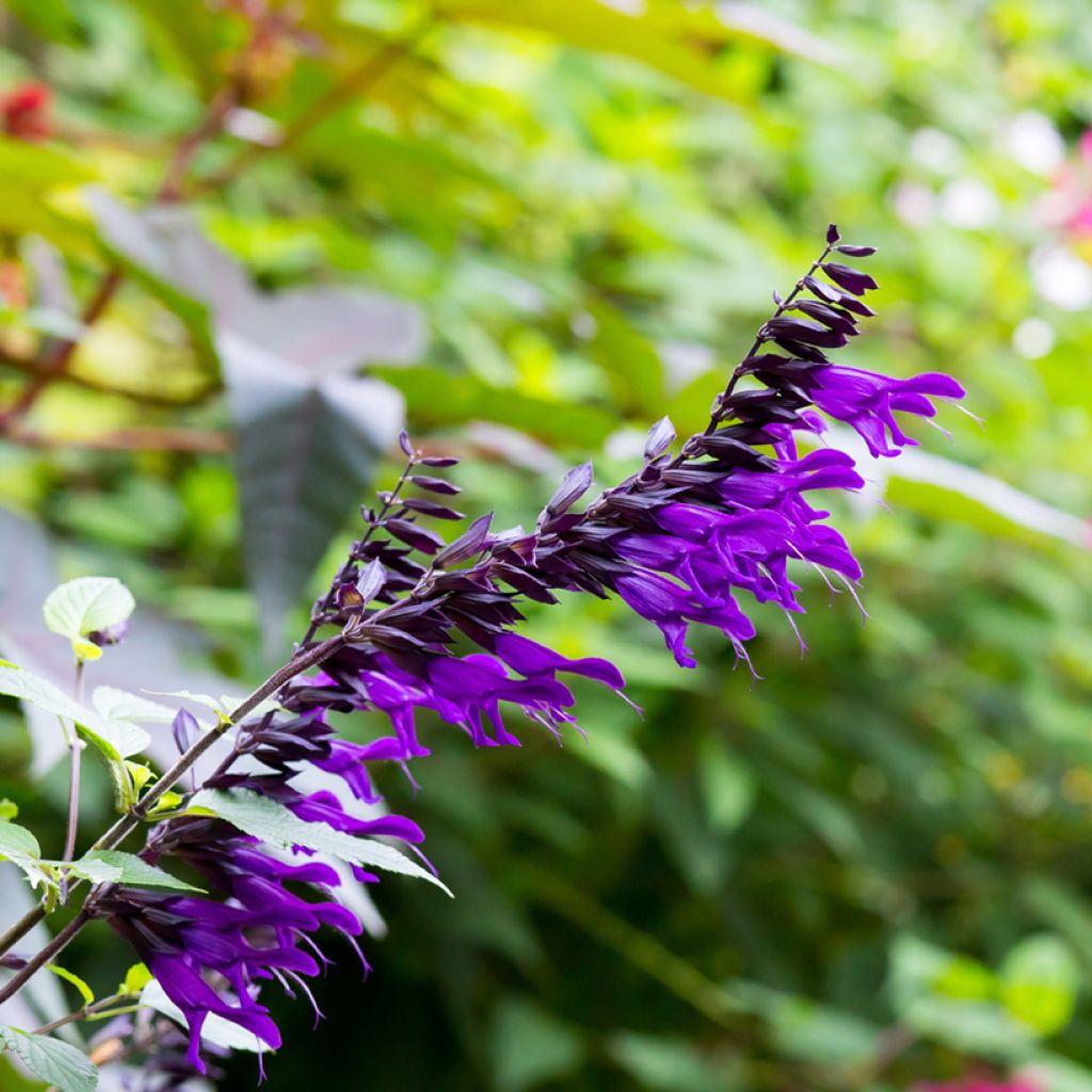 Salvia guaranitica Amistad - Reuzensalie