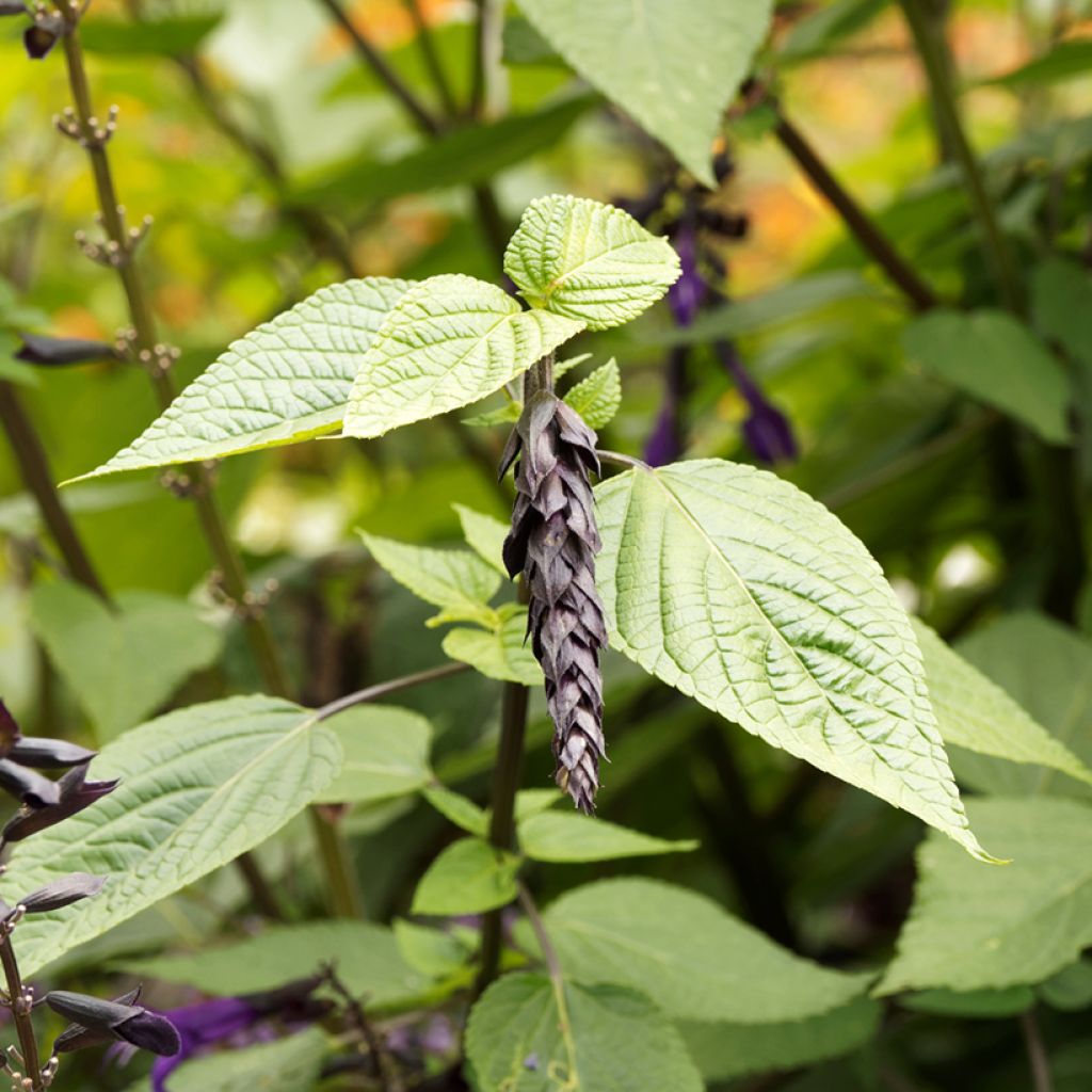 Salvia guaranitica Amistad - Reuzensalie
