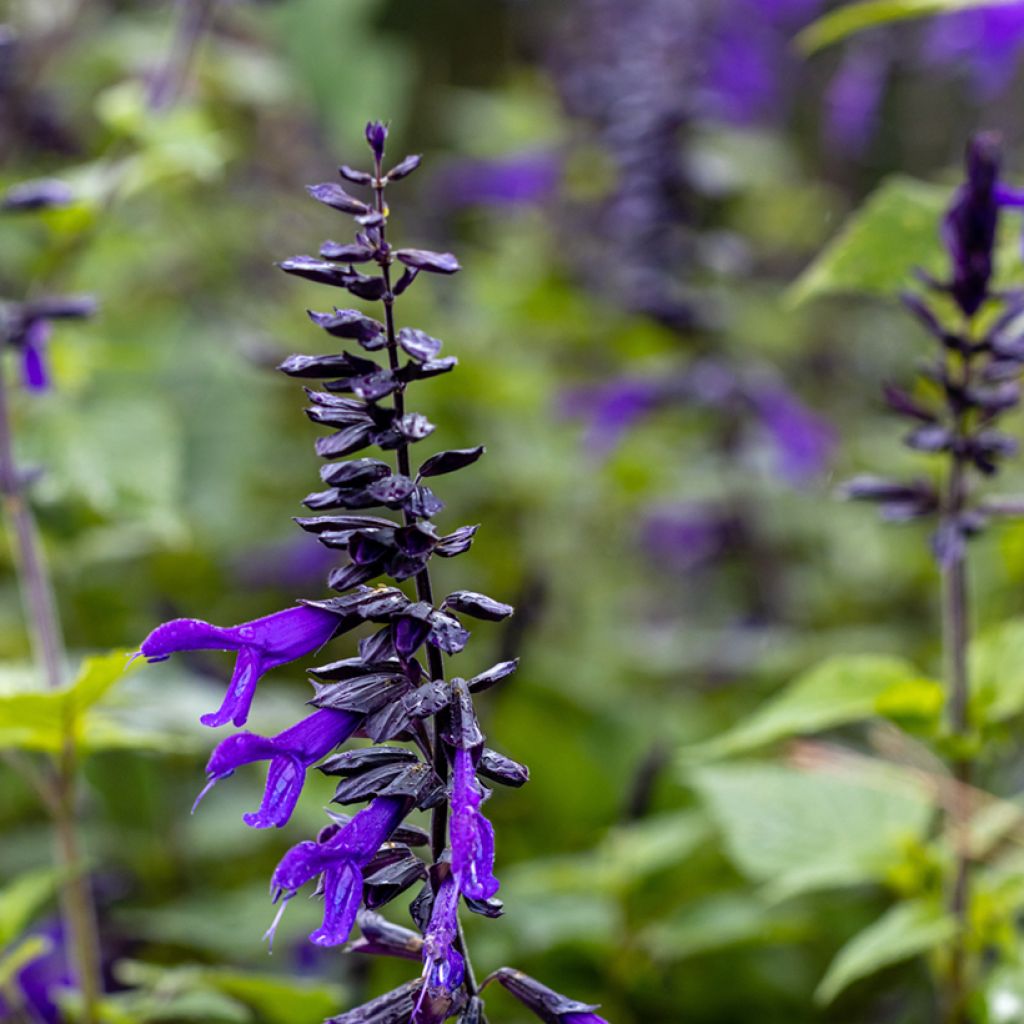 Salvia guaranitica Amistad - Reuzensalie