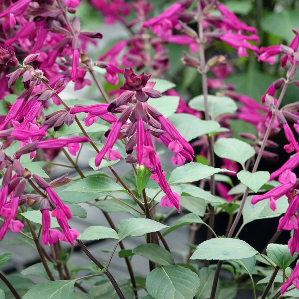 Salvia Love and Wishes - Struiksalie
