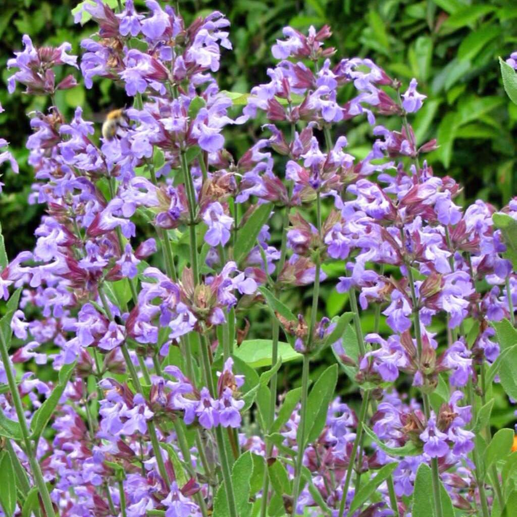 Echte salie - Salvia officinalis