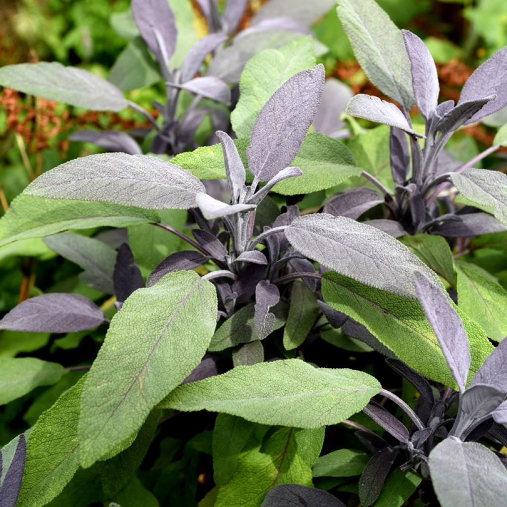 Salvia officinalis Purpurascens - Echte salie