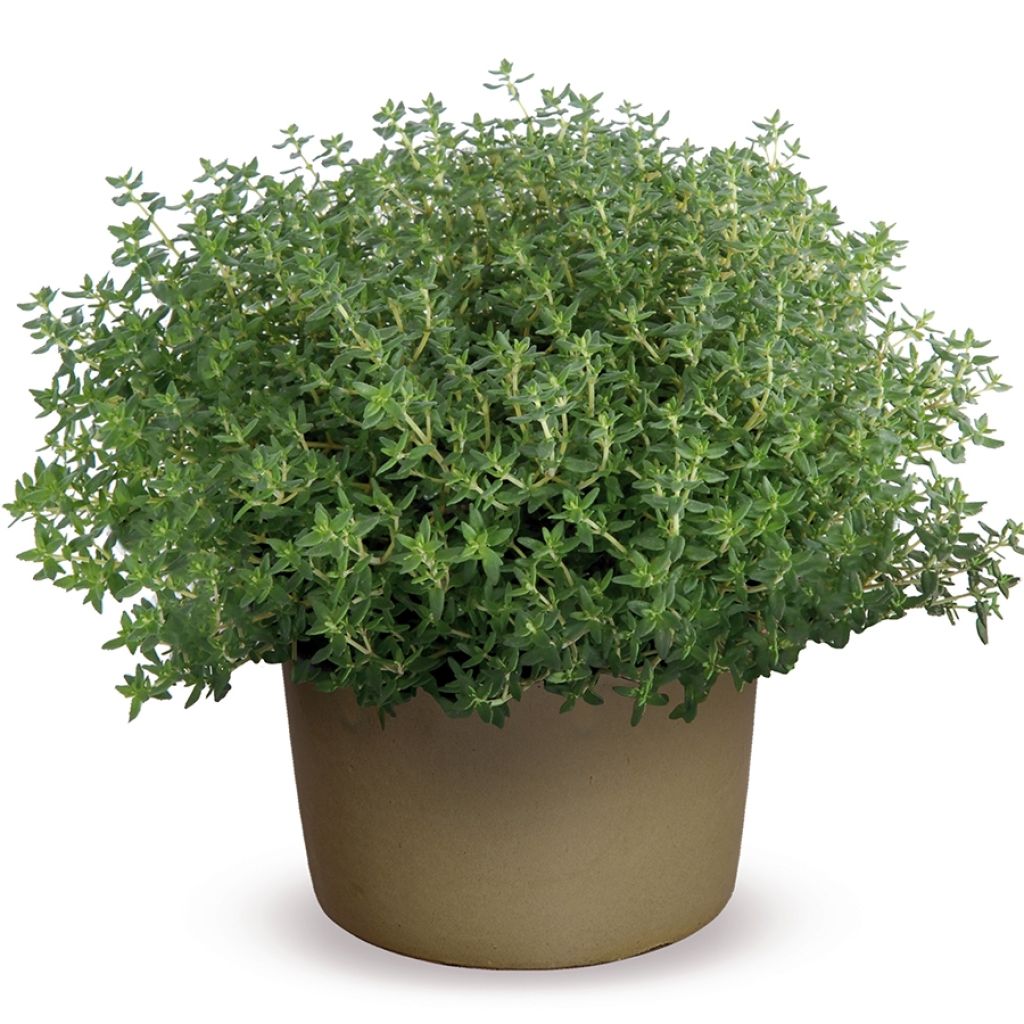 Thymus vulgaris Compactus - Thym commun Compactus BIO en mini-mottes