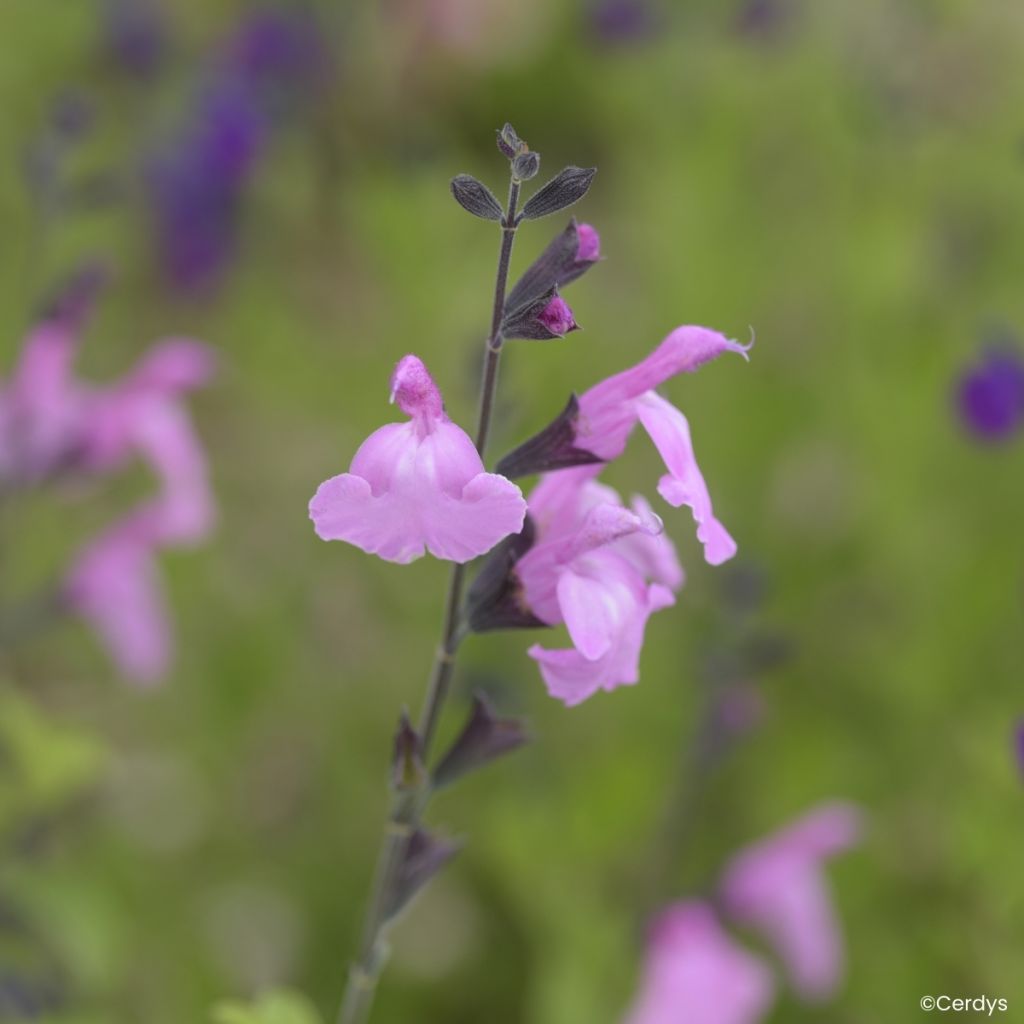 Salvia jamensis - Herfstsalie