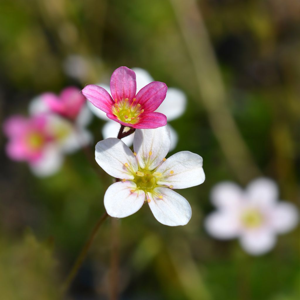 Saxifraga arendsii Ware's Crimson - Steenbreek