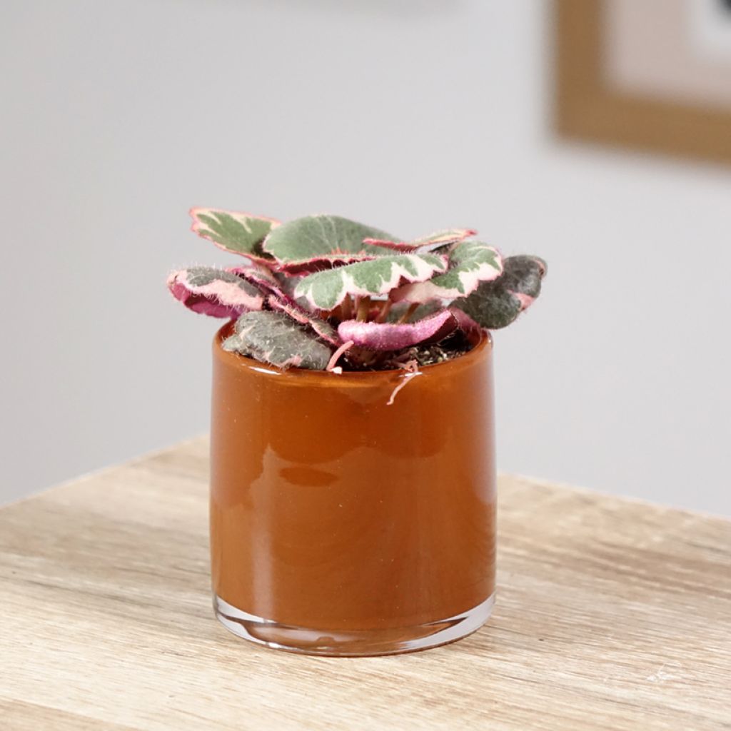 Saxifraga stolonifera Variegata - Moederplantje