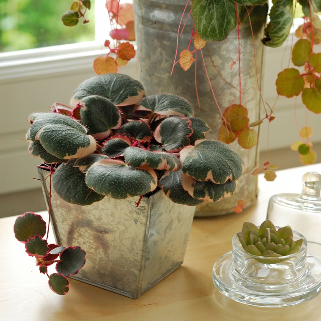 Saxifraga stolonifera Variegata - Moederplantje