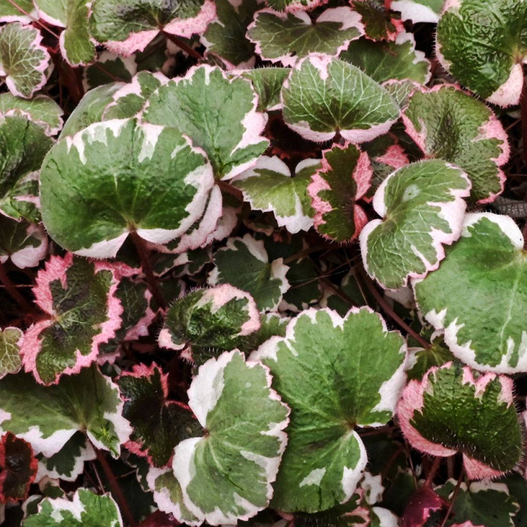 Saxifraga stolonifera Variegata - Moederplantje