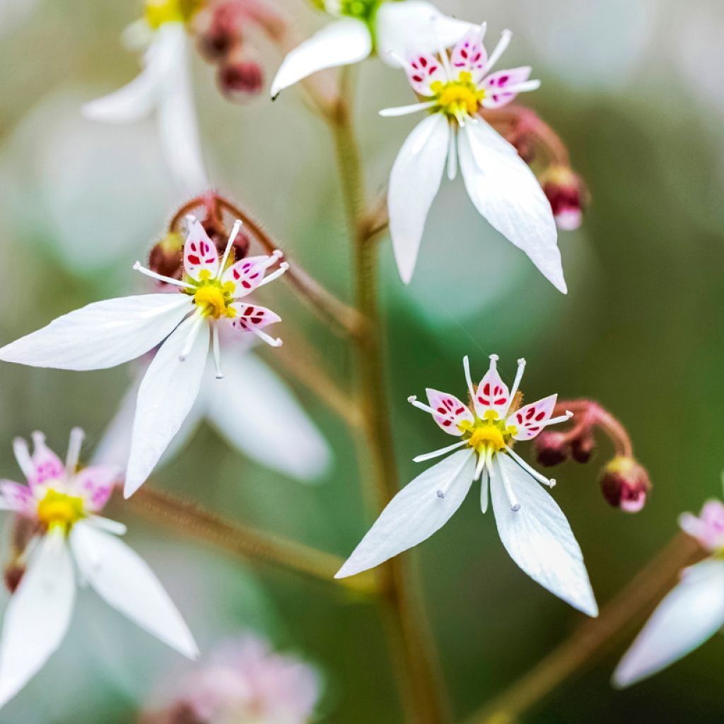 Saxifraga stolonifera Variegata - Moederplantje