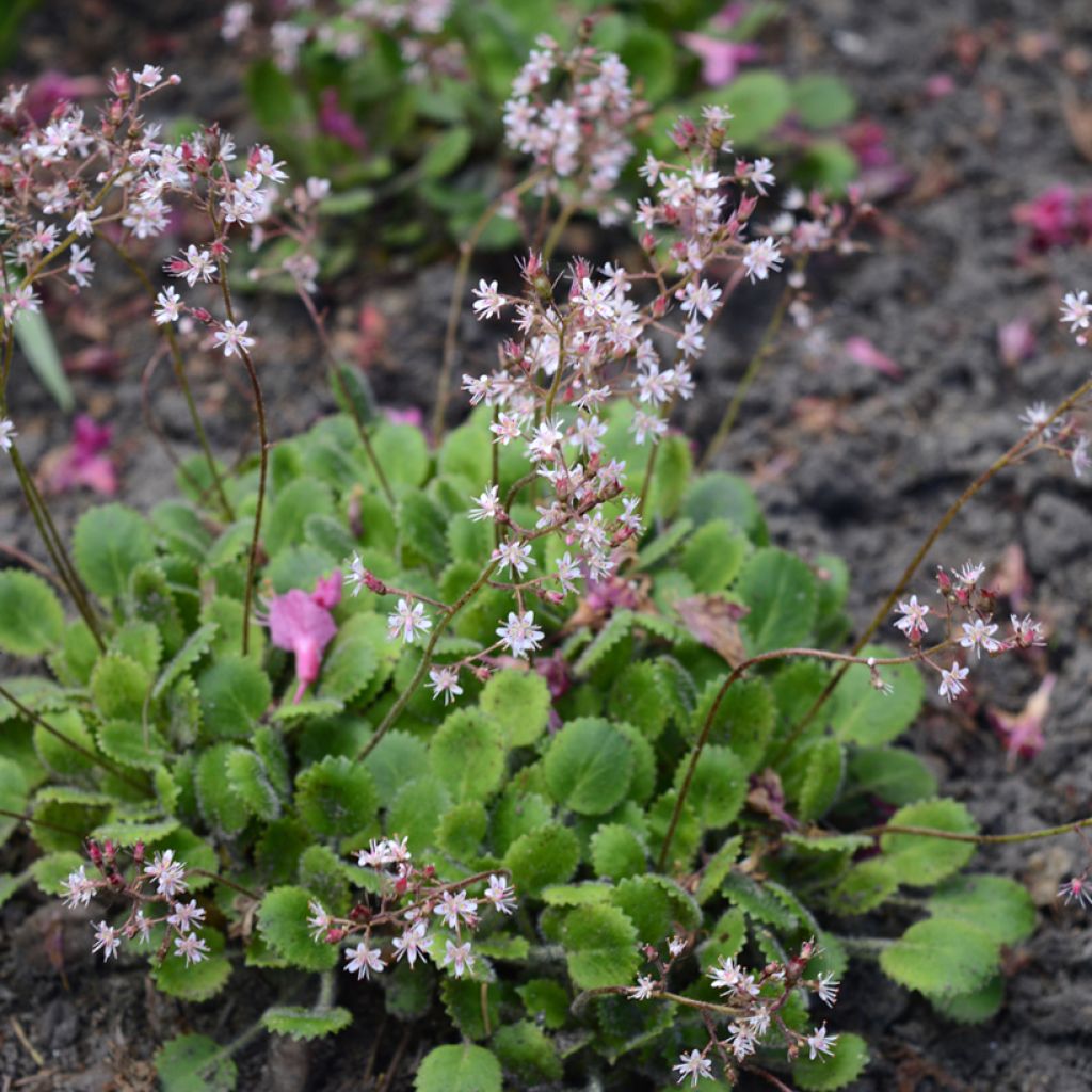 Saxifraga urbium - Schildersverdriet