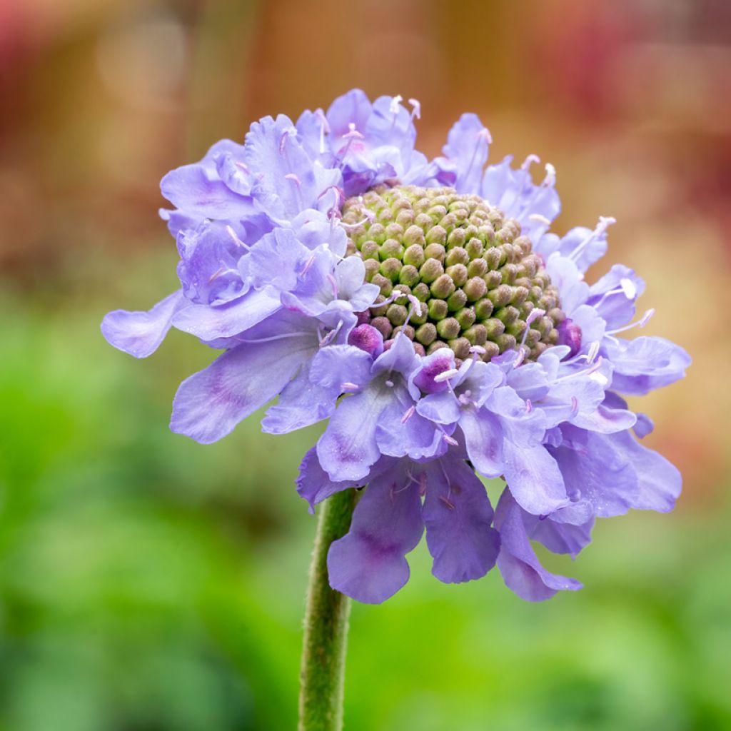Scabiosa columbaria Butterfly Blue - Duifkruid