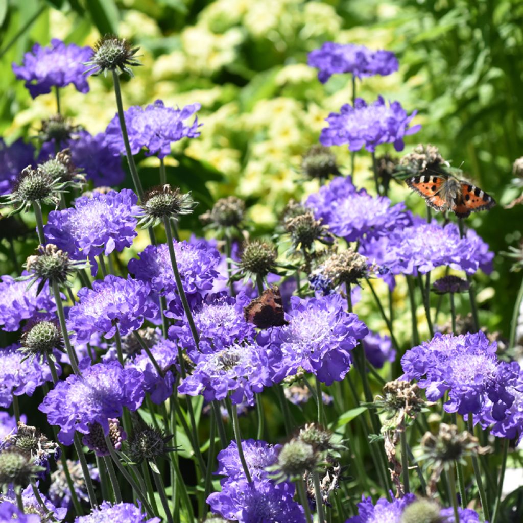 Scabiosa columbaria Butterfly Blue - Duifkruid