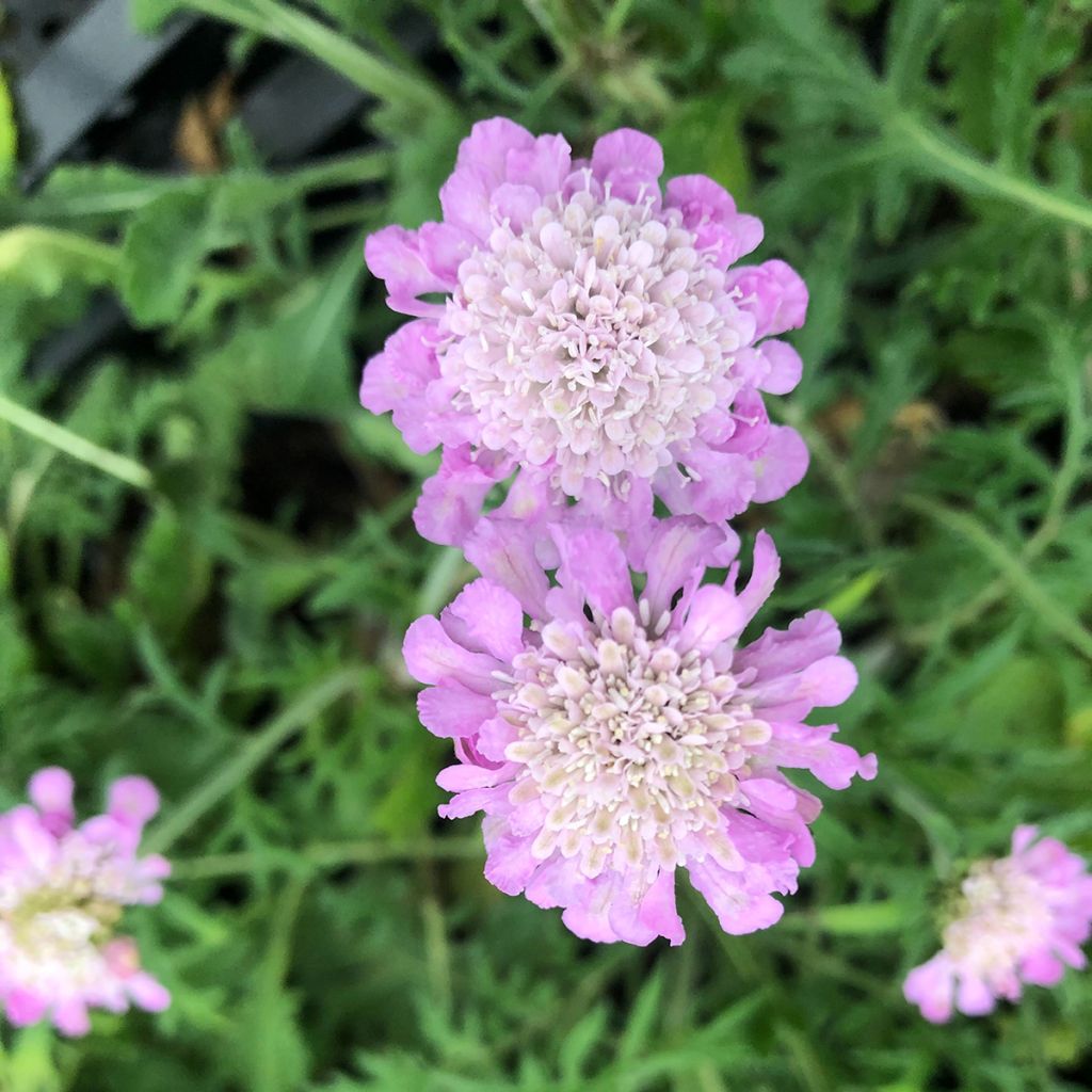 Scabiosa columbaria Pink Mist - Duifkruid