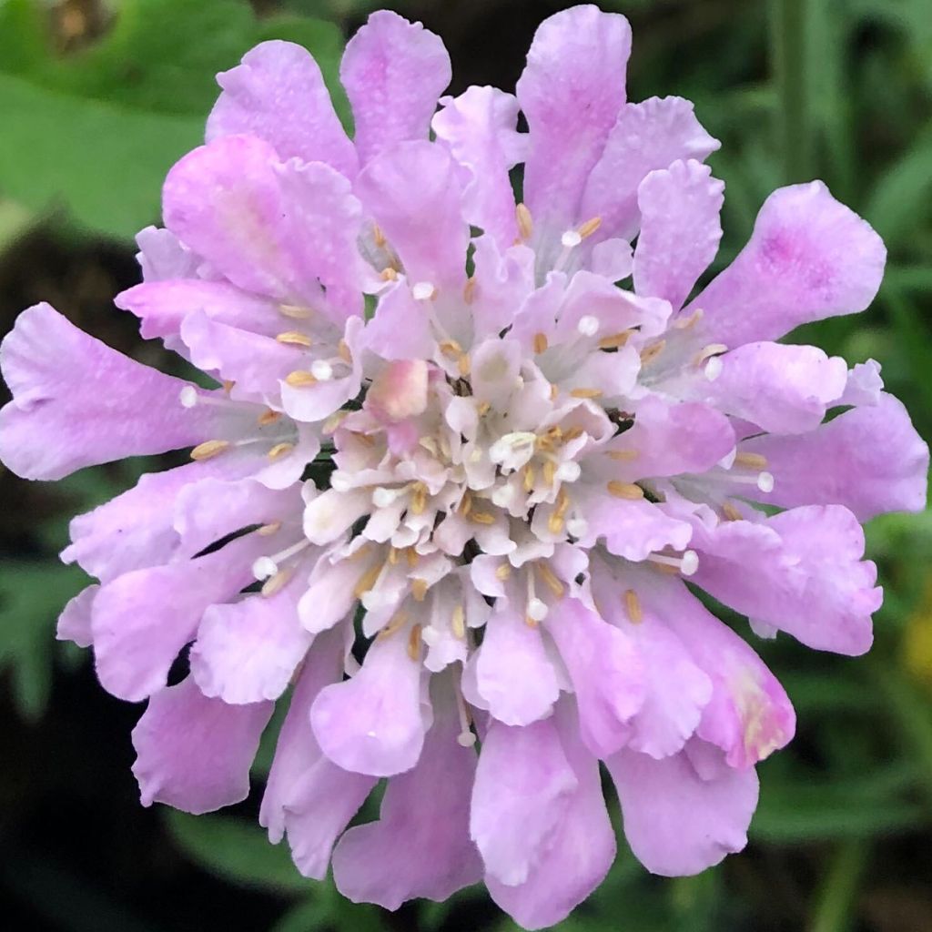 Scabiosa columbaria Pink Mist - Duifkruid