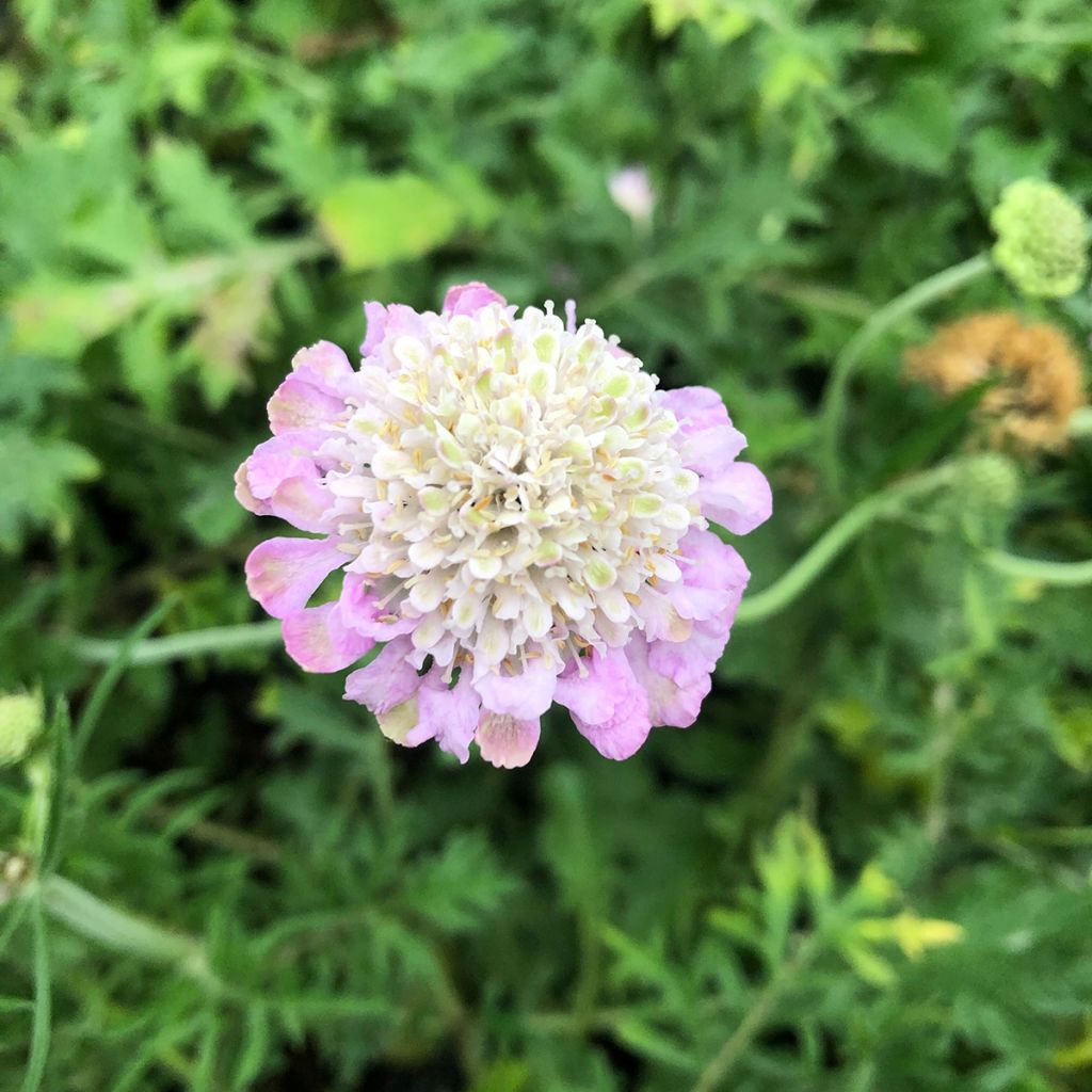 Scabiosa columbaria Pink Mist - Duifkruid