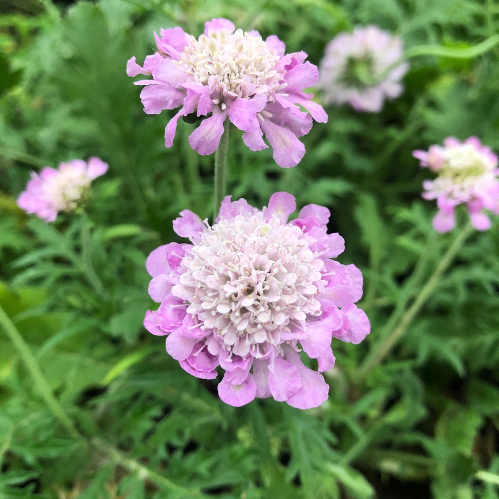 Scabiosa columbaria Pink Mist - Duifkruid