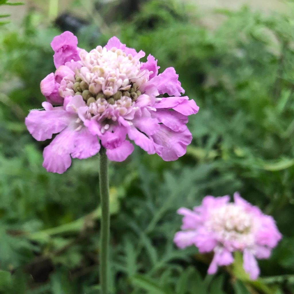 Scabiosa columbaria Pink Mist - Duifkruid