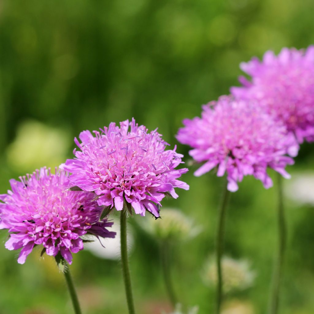 Scabiosa columbaria Pink Mist - Duifkruid