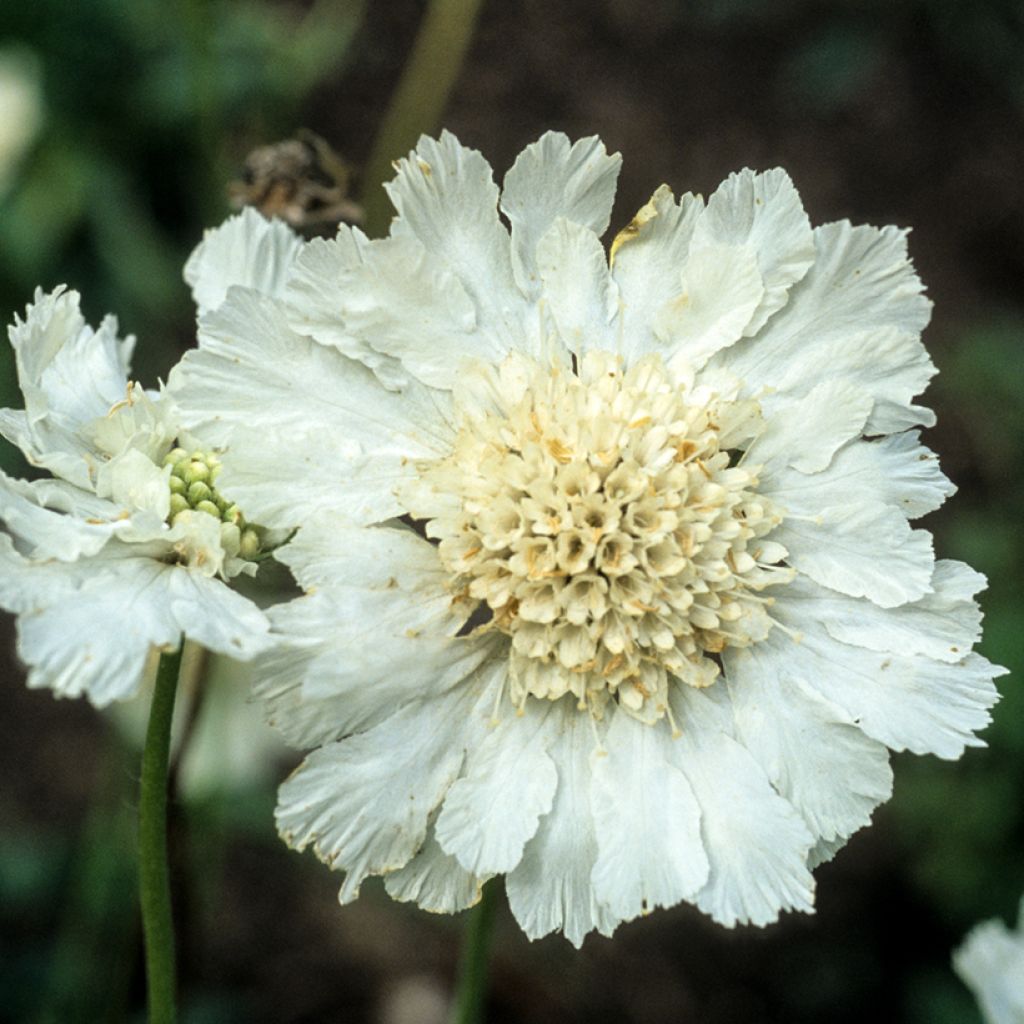 Scabiosa caucasica Alba - Kaukasisch duifkruid
