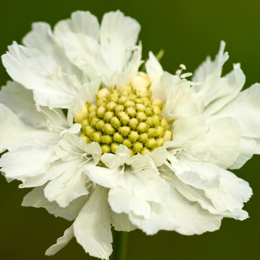 Scabiosa caucasica Alba - Kaukasisch duifkruid