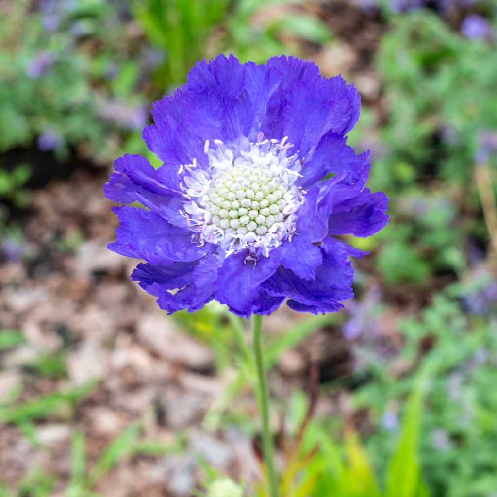Scabiosa caucasica Fama - Kaukasisch duifkruid