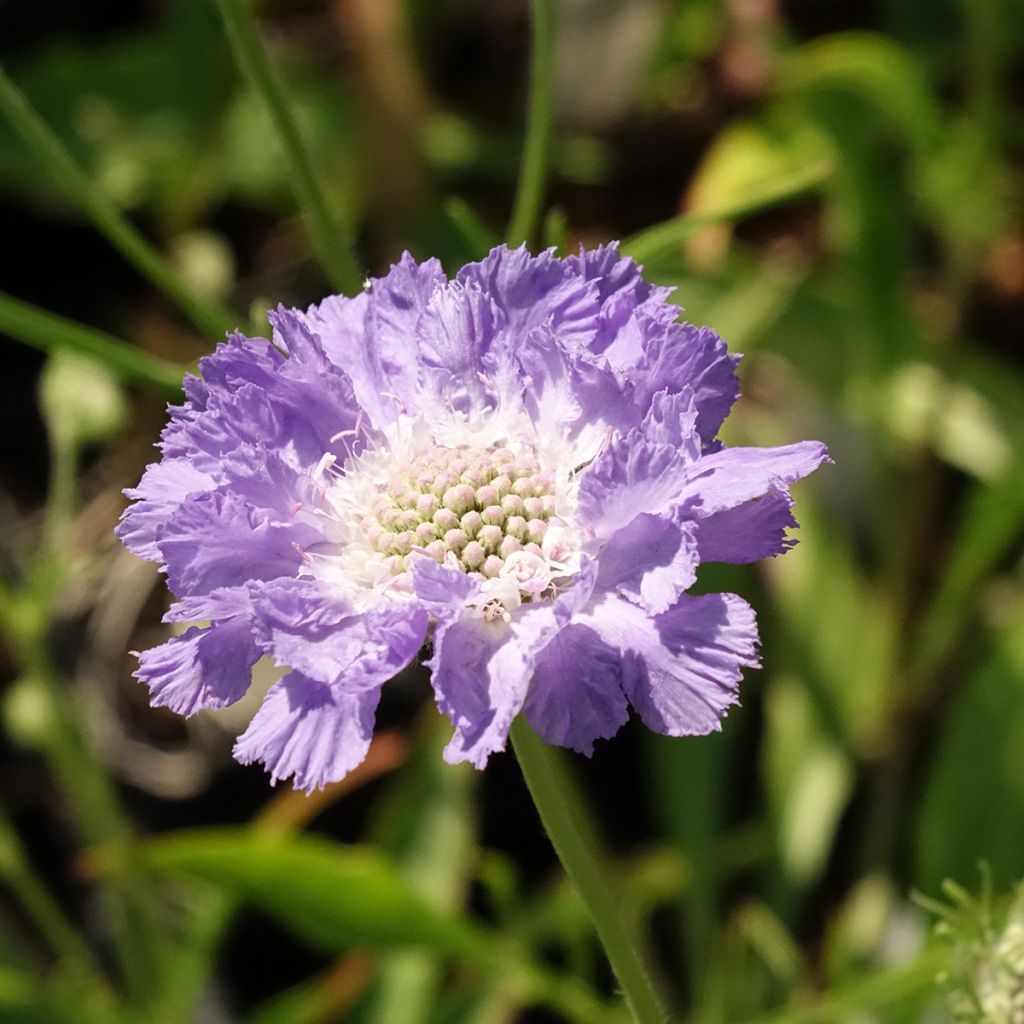 Scabiosa caucasica Perfecta - Kaukasisch duifkruid