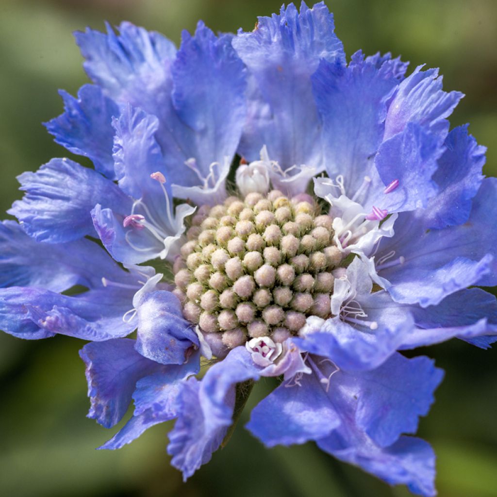 Scabiosa caucasica Perfecta - Kaukasisch duifkruid