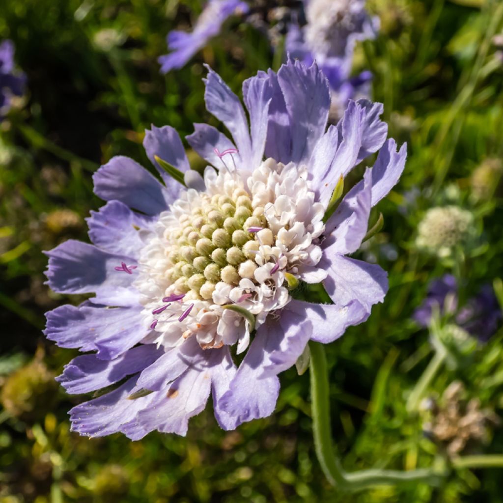 Scabiosa caucasica Perfecta - Kaukasisch duifkruid