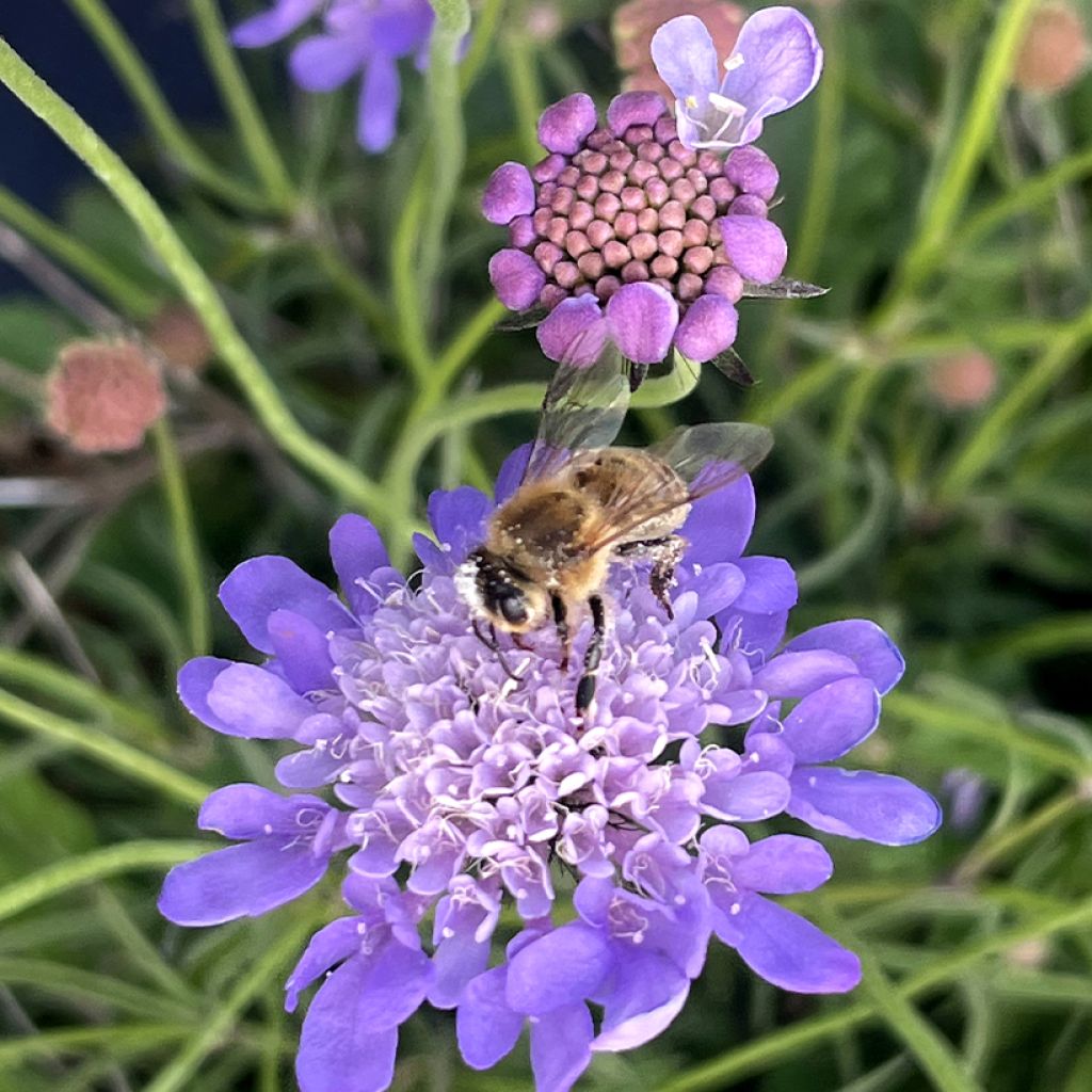 Scabiosa Nova Dew Drops - Duifkruid