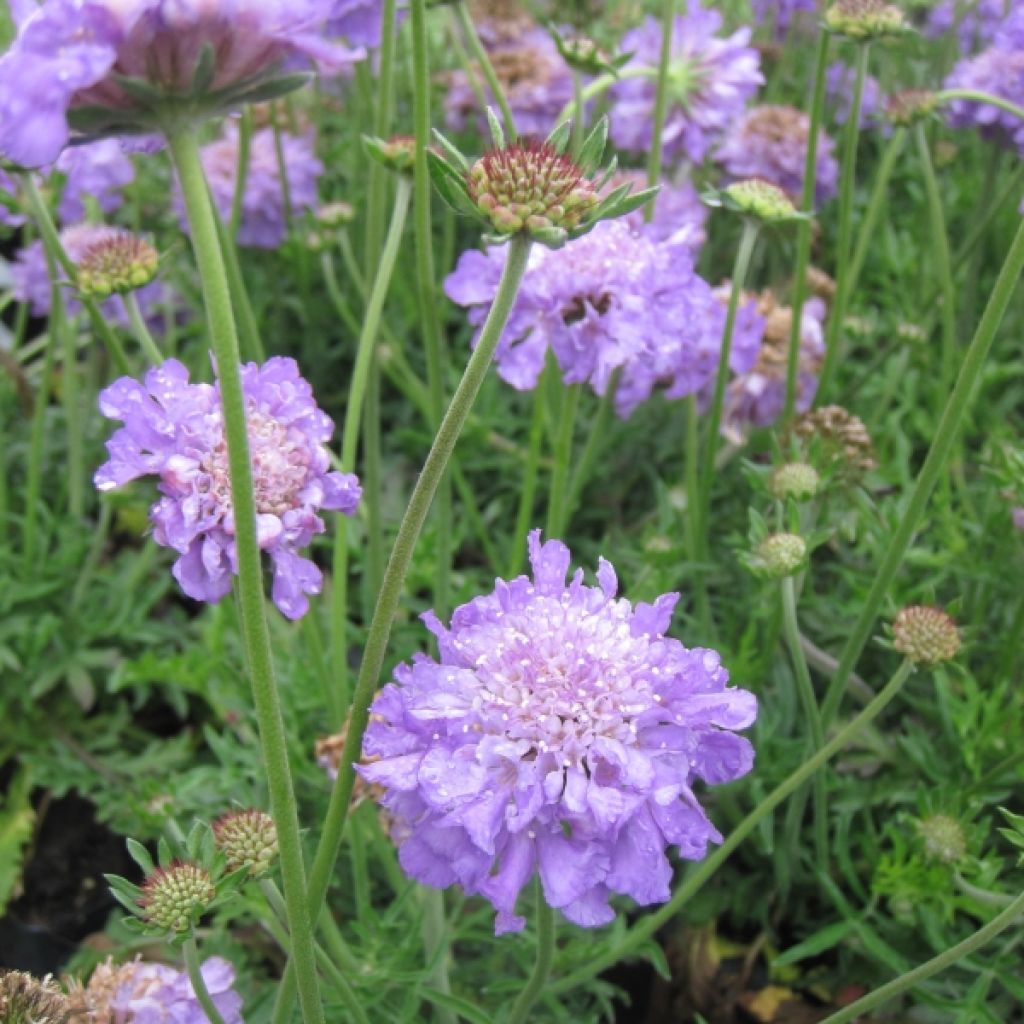 Scabiosa columbaria Butterfly Blue - Duifkruid