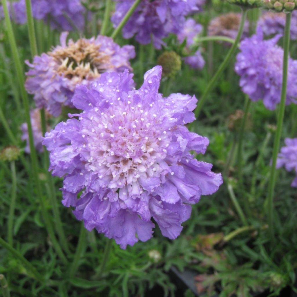 Scabiosa columbaria Butterfly Blue - Duifkruid