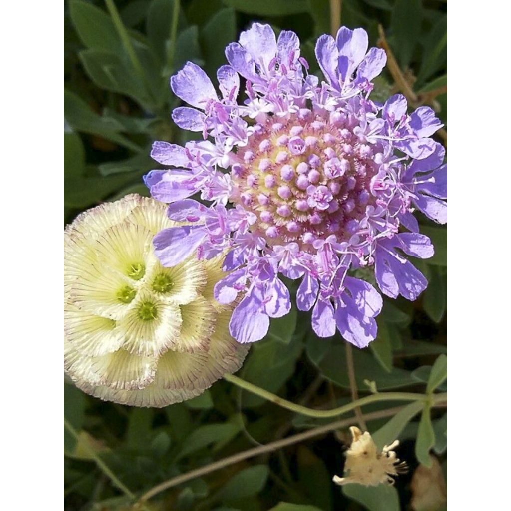 Scabiosa ou Lomeliosa cretica - Scabieuse de Crète
