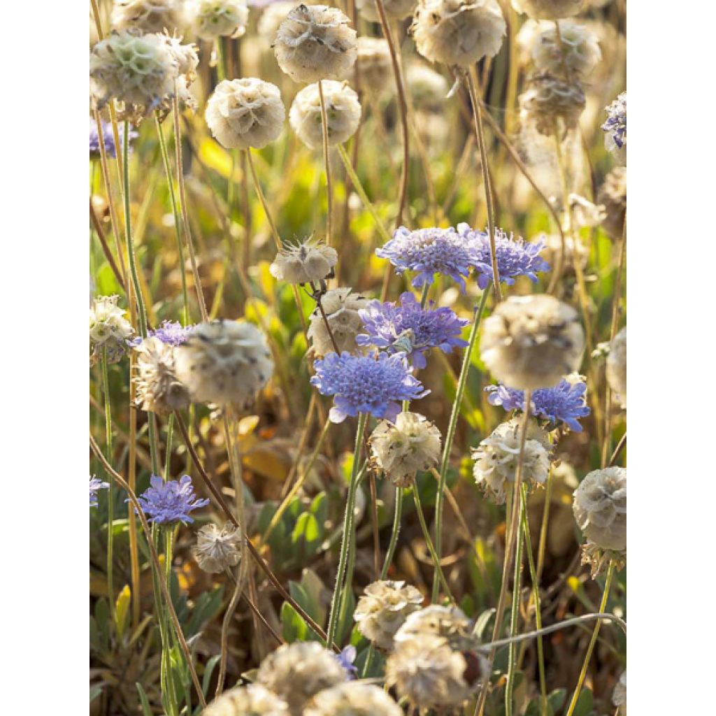 Scabiosa ou Lomeliosa cretica - Scabieuse de Crète