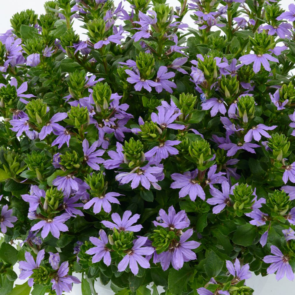 Scaevola aemula Blue Touch - Waaierbloem