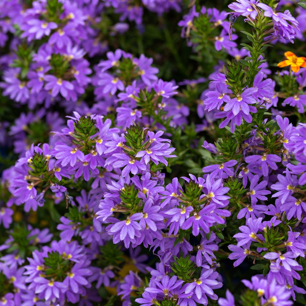 Scaevola aemula Blue Touch - Waaierbloem