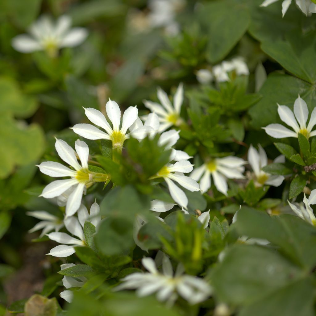 Scaevola aemula Surdiva Wit - Waaierbloem