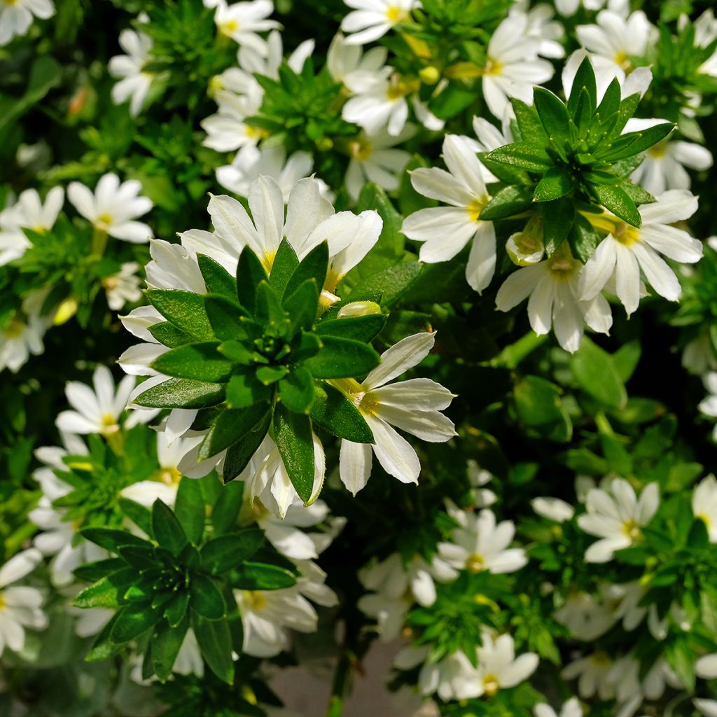 Scaevola aemula Surdiva Wit - Waaierbloem