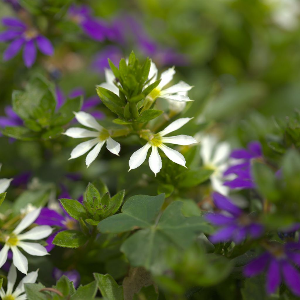 Scaevola aemula Surdiva Wit - Waaierbloem