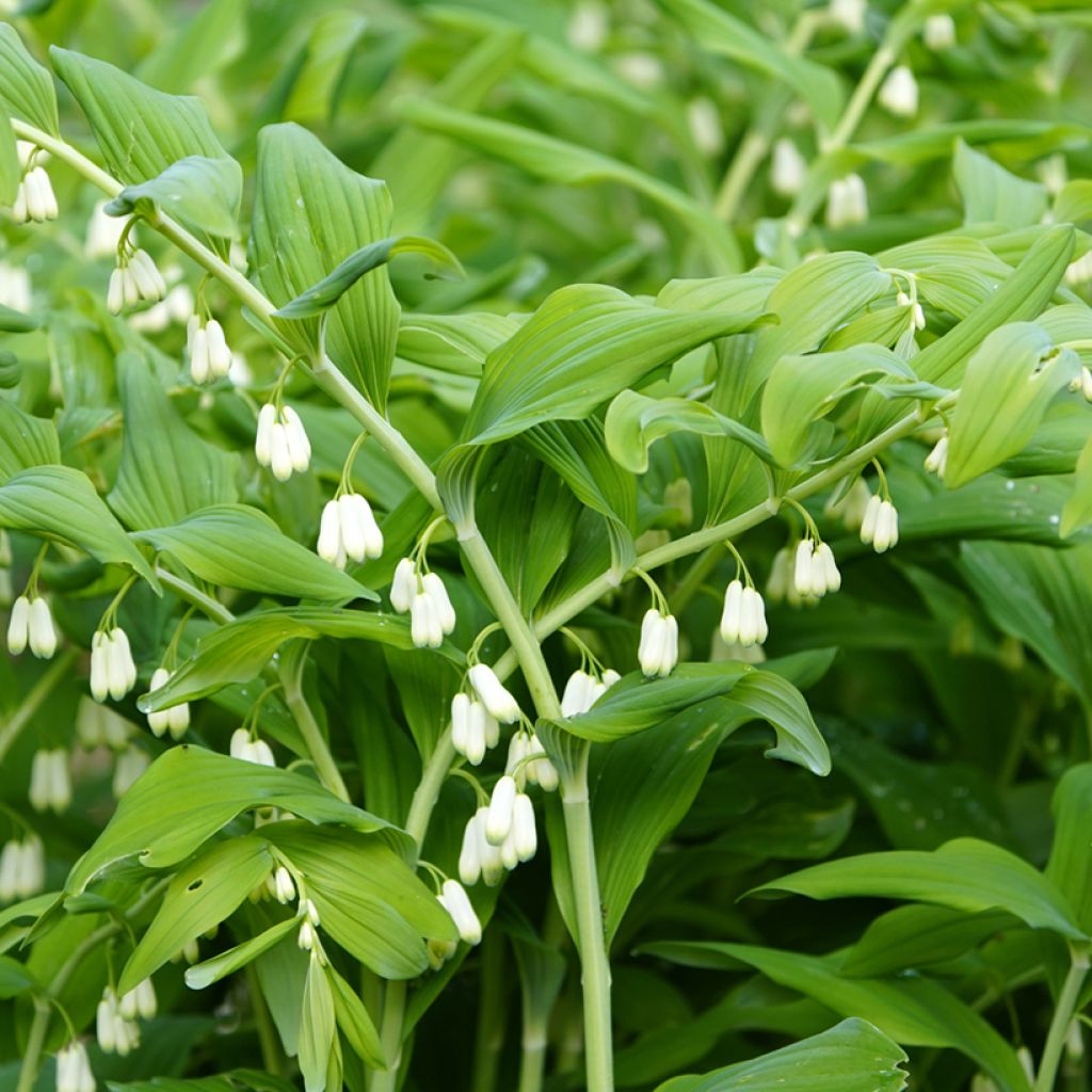 Polygonatum commutatum - Salomonszegel