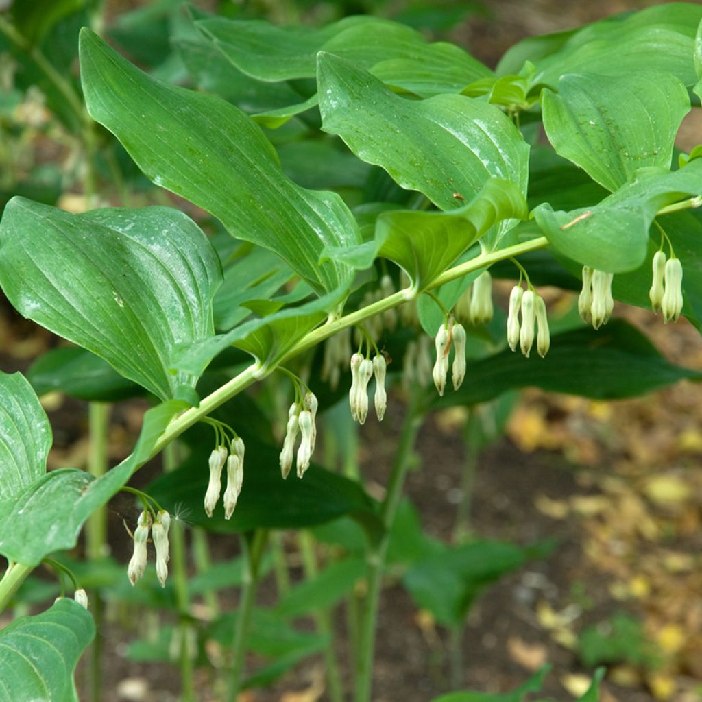 Polygonatum multiflorum - Gewone salomonszegel