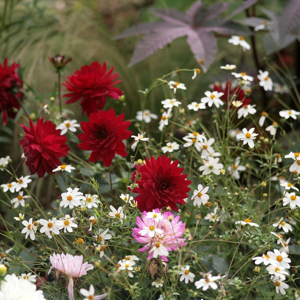 Dahlia Charles de Gaulle - decoratieve dahlia