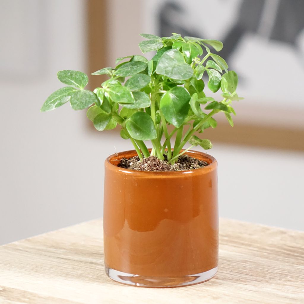 Schefflera arboricola - Vingersboom