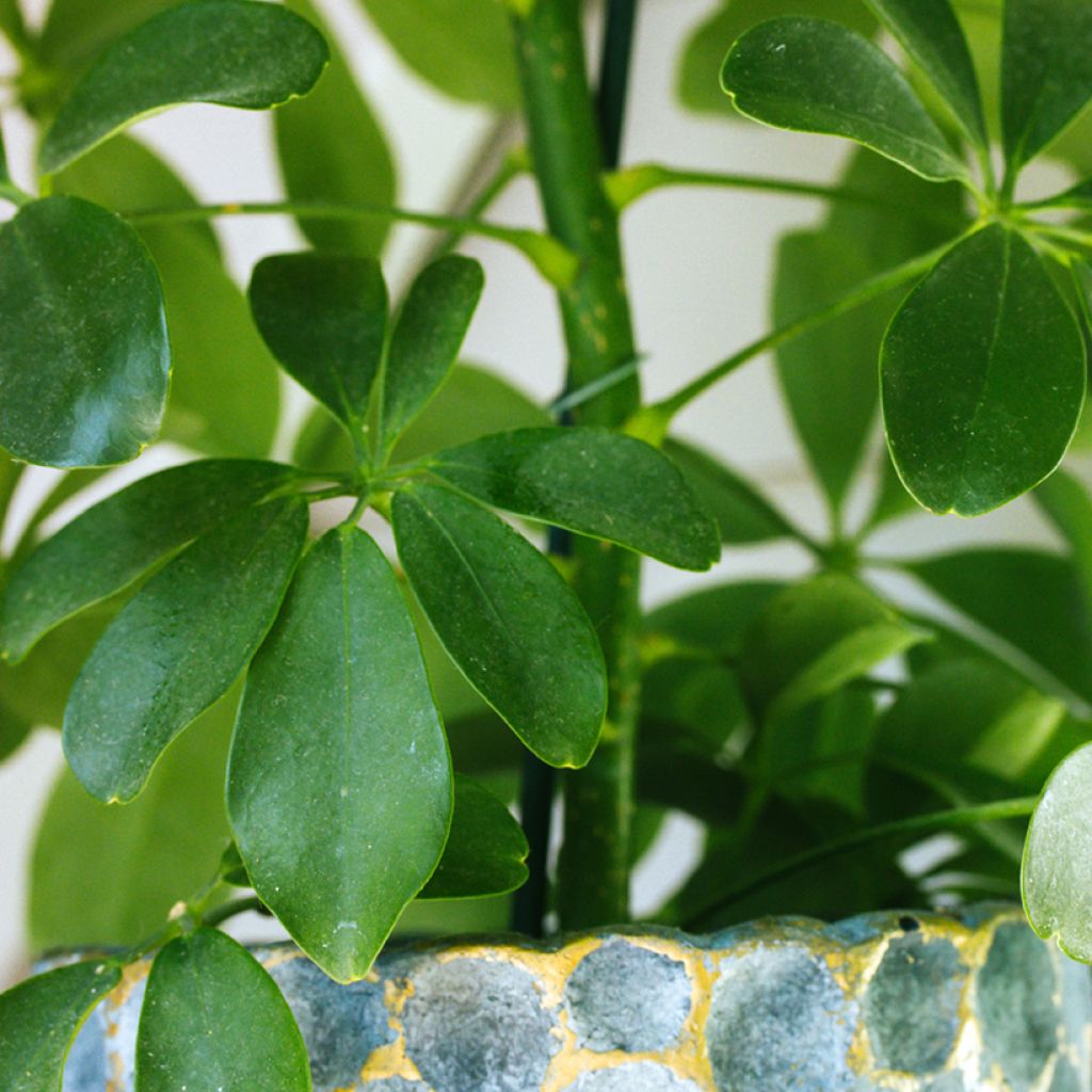Schefflera arboricola - Vingersboom